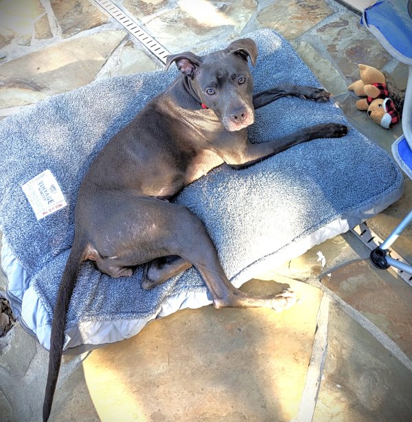 Safe Pit Bull in Houston, TX