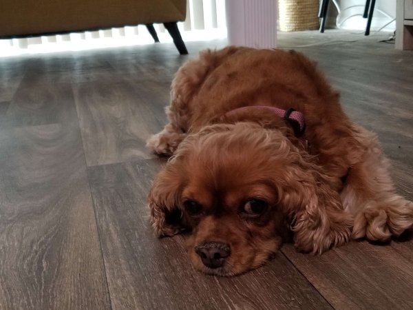 Found Cavalier King Charles Spaniel in Florida