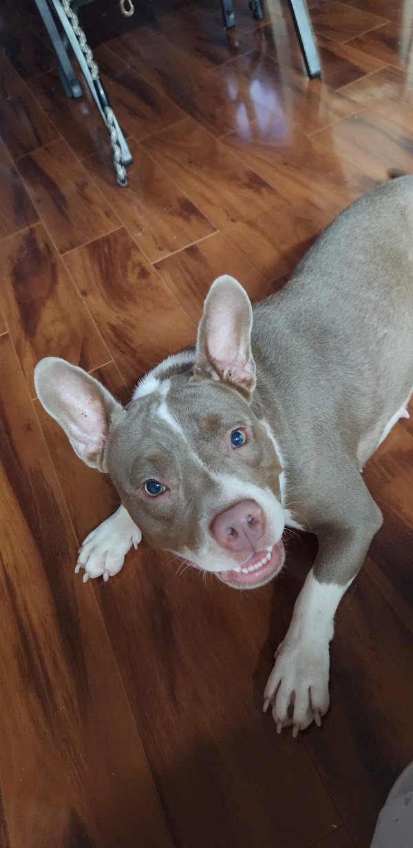 Safe Pit Bull in Houston, TX
