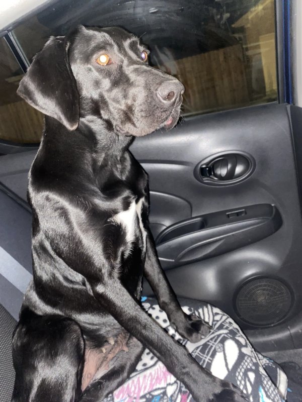 Safe Labrador Retriever in Houston, TX