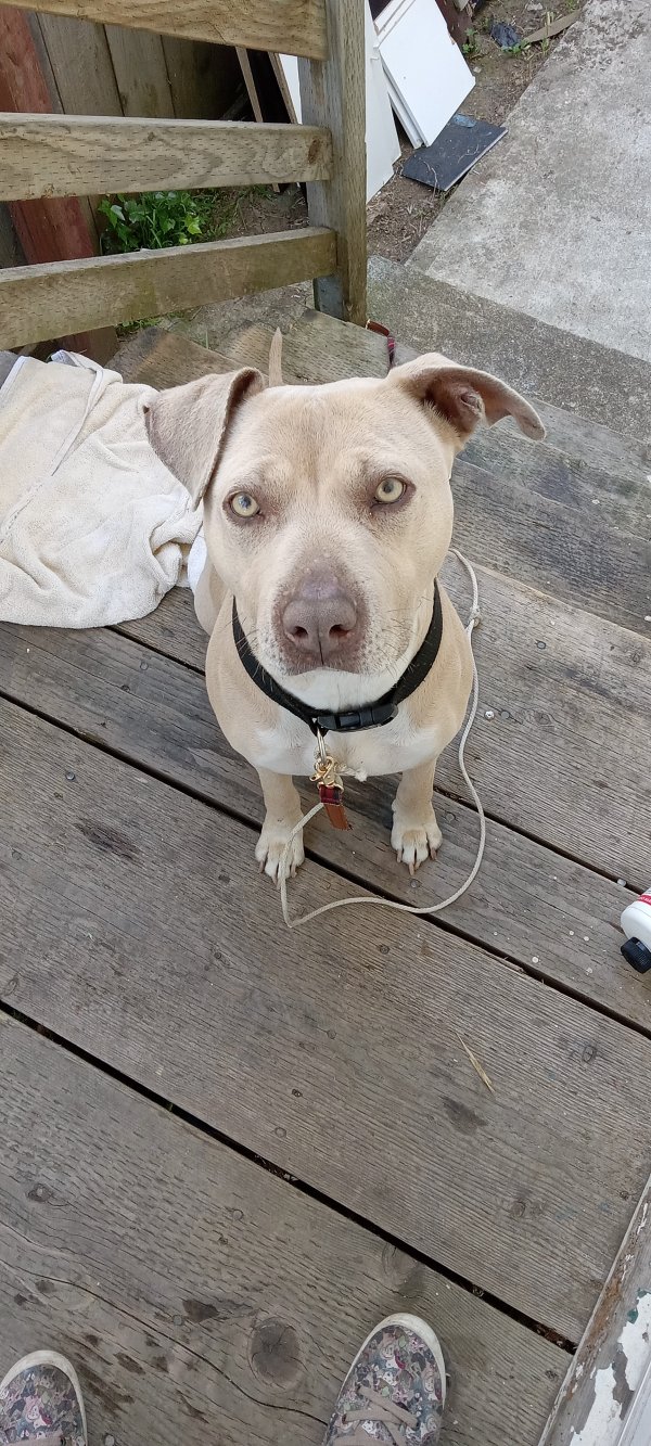 Found Pit Bull Dog in Vallejo CA 94590 Fido Finder