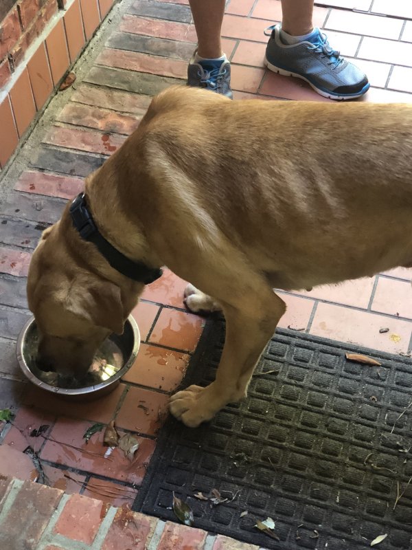 Safe Dog in Tomball, TX