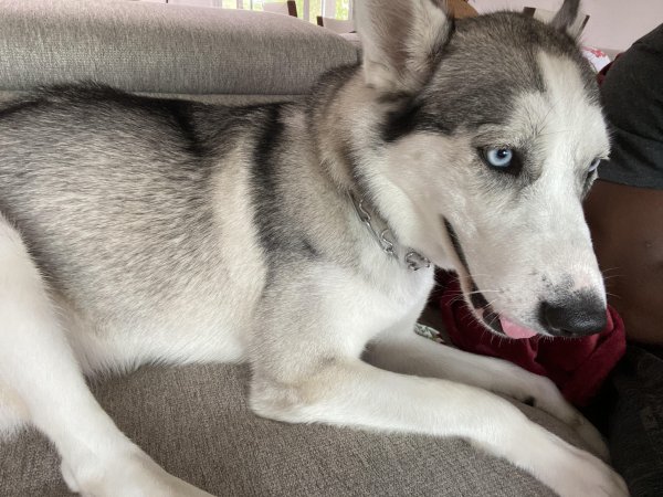 Safe Siberian Husky in Homestead, FL