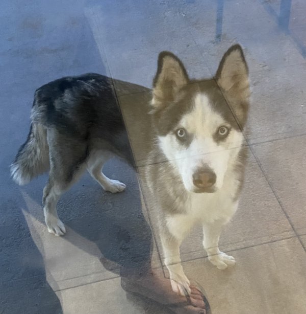 Safe Alaskan Malamute in Las Vegas, NV