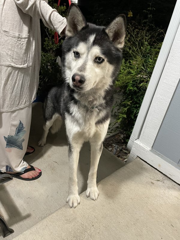 Husky lost best sale and found