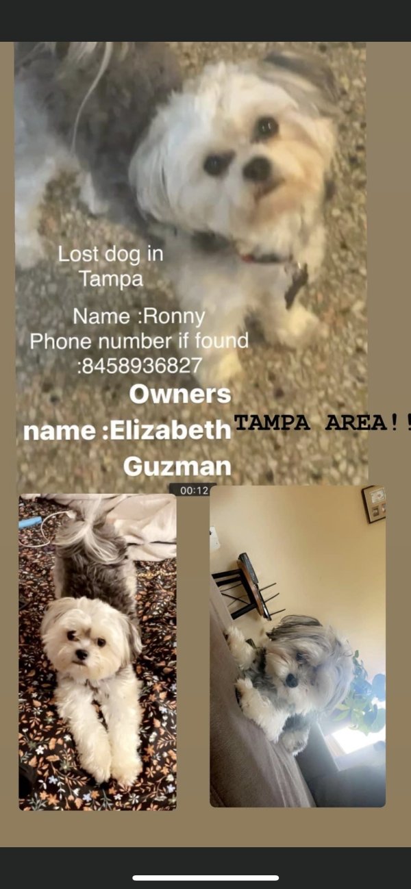 Safe Shih Tzu in Tampa, FL
