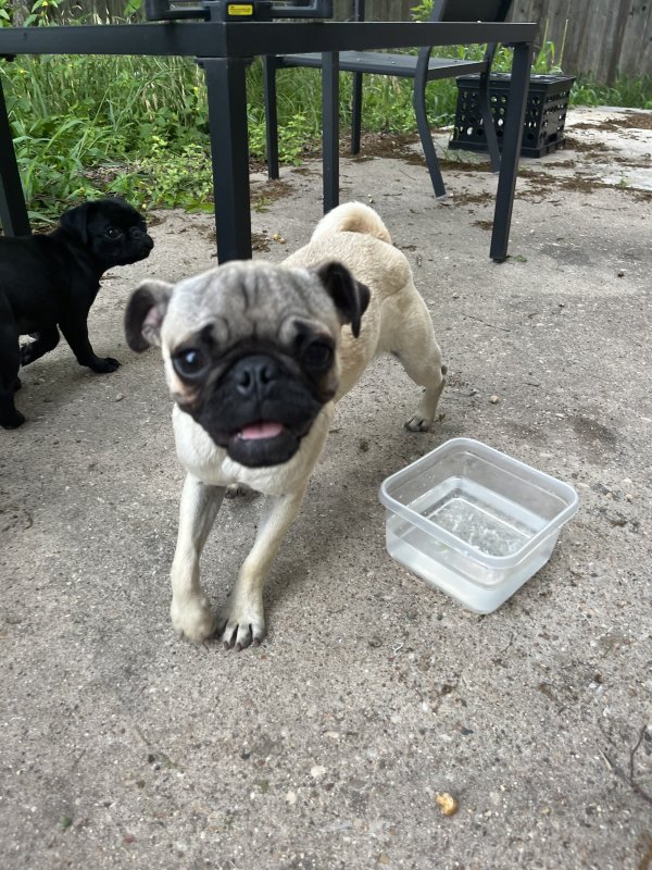 Safe Pug in Austin, TX