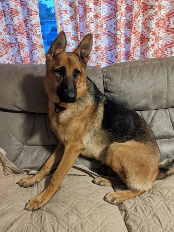 Safe German Shepherd Dog in Saint Petersburg, FL
