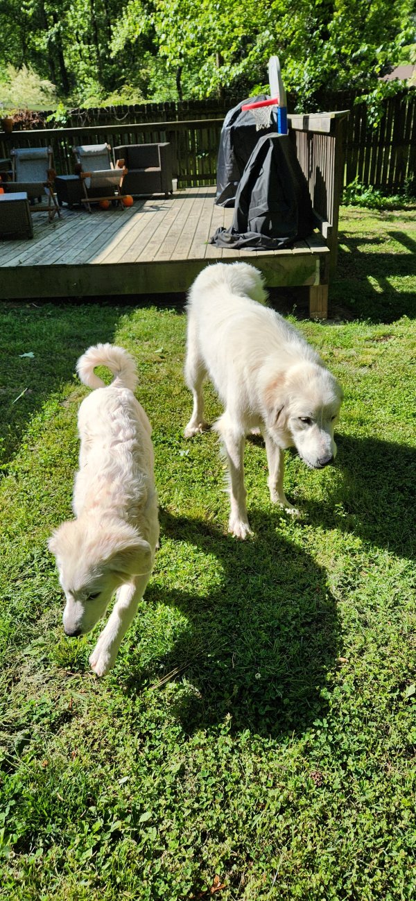 Safe Dog in Marietta, GA