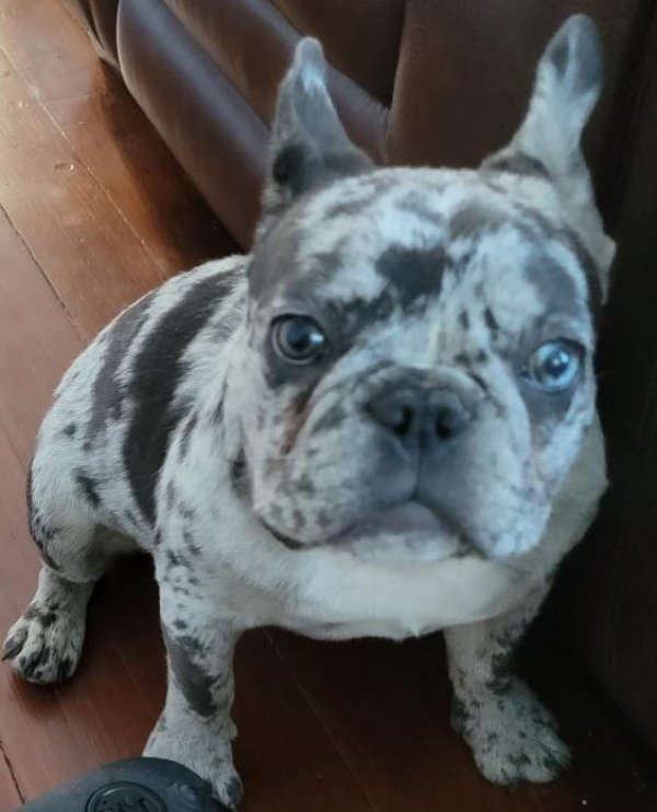 Lost French Bulldog in Houston, Texas
