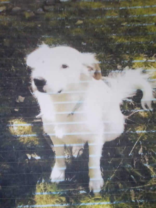 Safe Mutt in Berkshire, NY