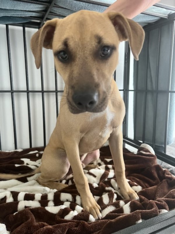 Safe Dog in Miami, FL