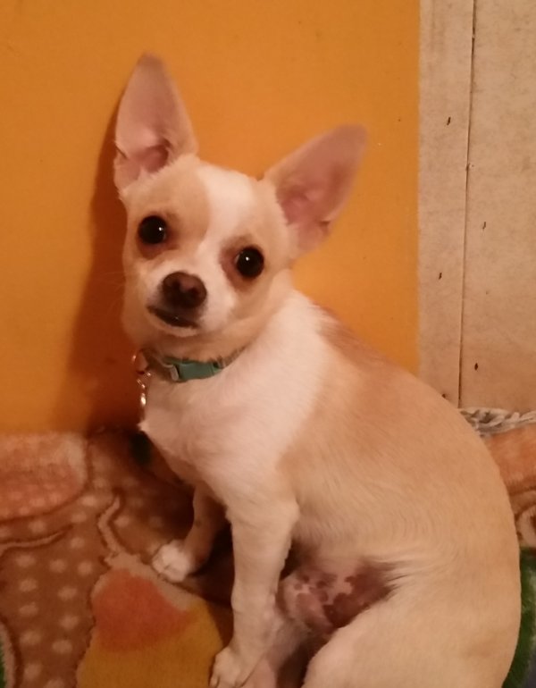 Lost Chihuahua in Phoenix, Arizona