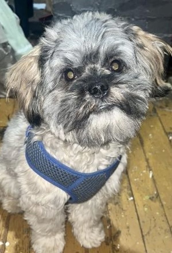 Safe Shih Tzu in Clarksville, IN