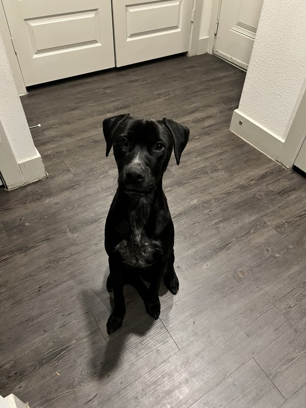 Safe Labrador Retriever in Houston, TX