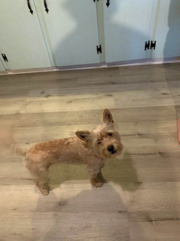 Safe Yorkshire Terrier in Seadrift, TX