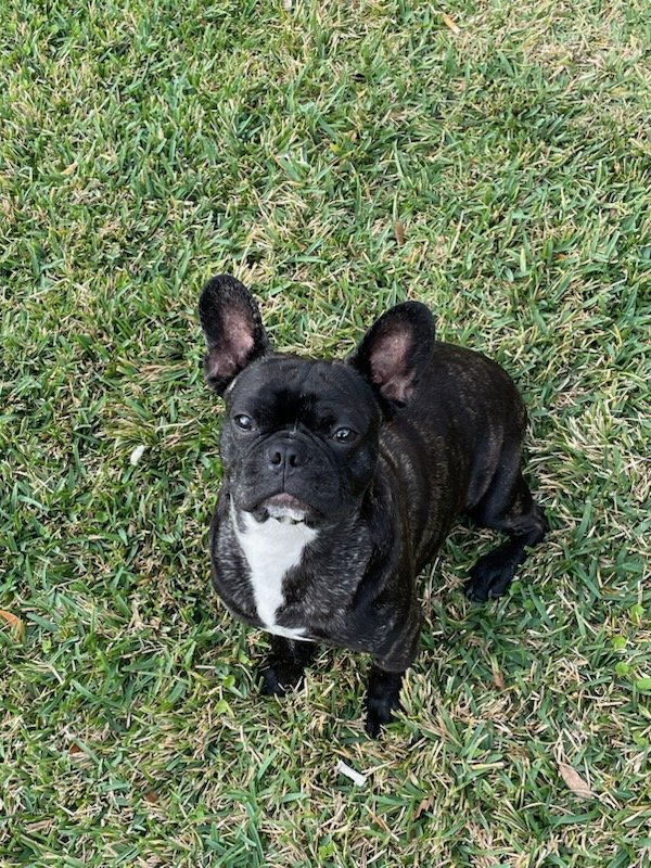 Lost French Bulldog in Richmond, TX