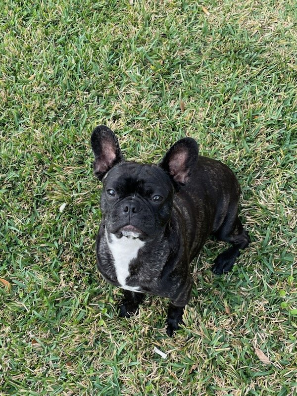 Safe French Bulldog in Richmond, TX