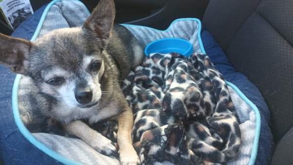 Safe Chihuahua in Ann Arbor, MI