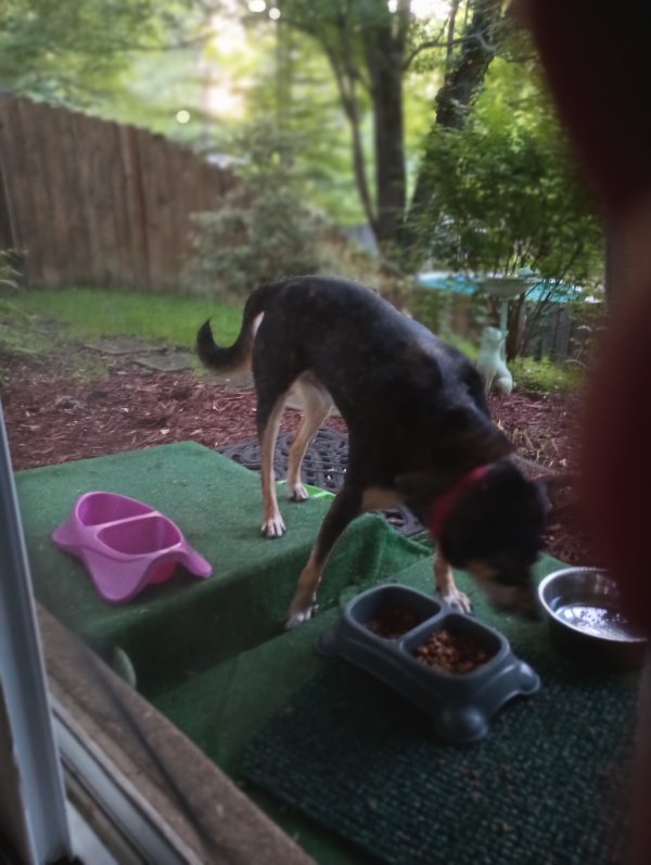 Found Mutt in Upper Marlboro, MD