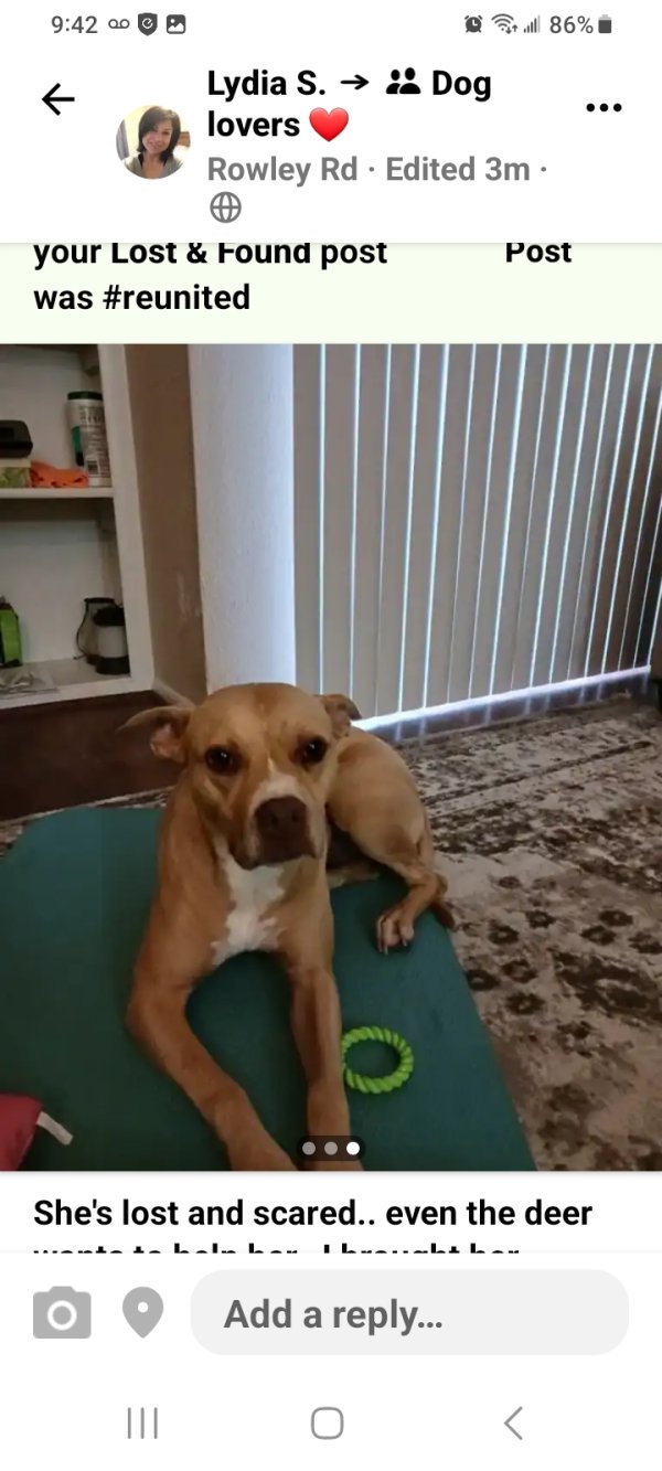 Safe American Staffordshire Terrier in San Antonio, TX
