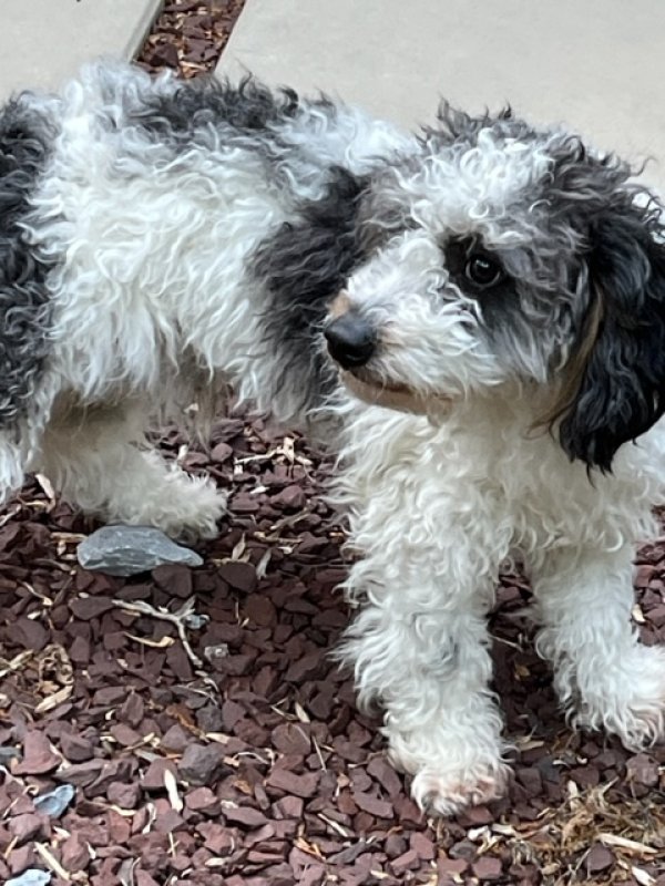 Found Mutt in Owings Mills, MD