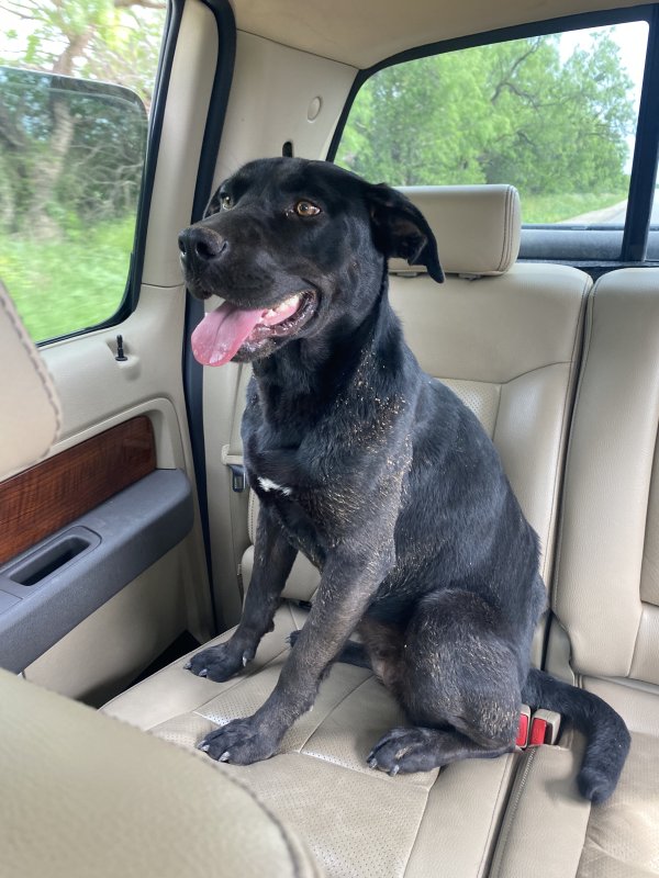 Safe Labrador Retriever in Abilene, TX