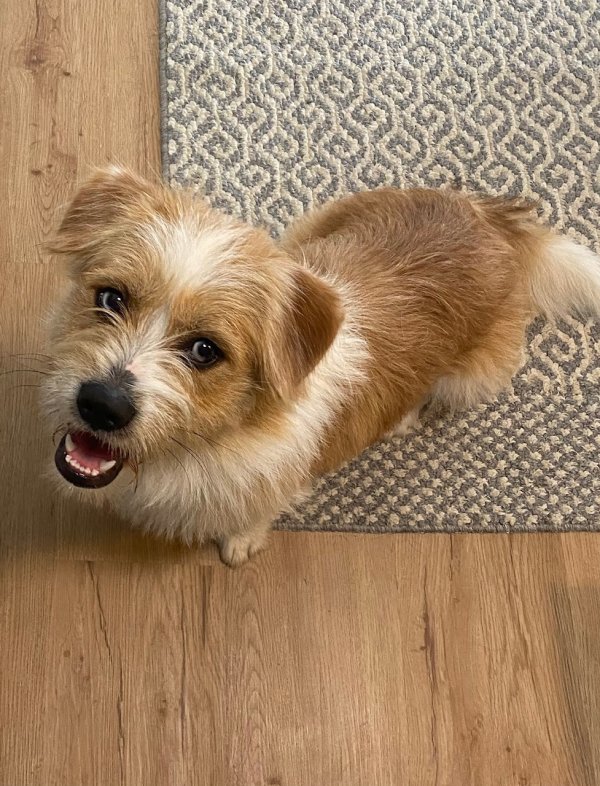 Safe Glen of Imaal Terrier in Charlotte, NC