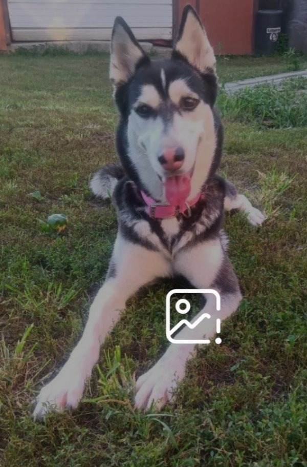 Lost Siberian Husky in Illinois