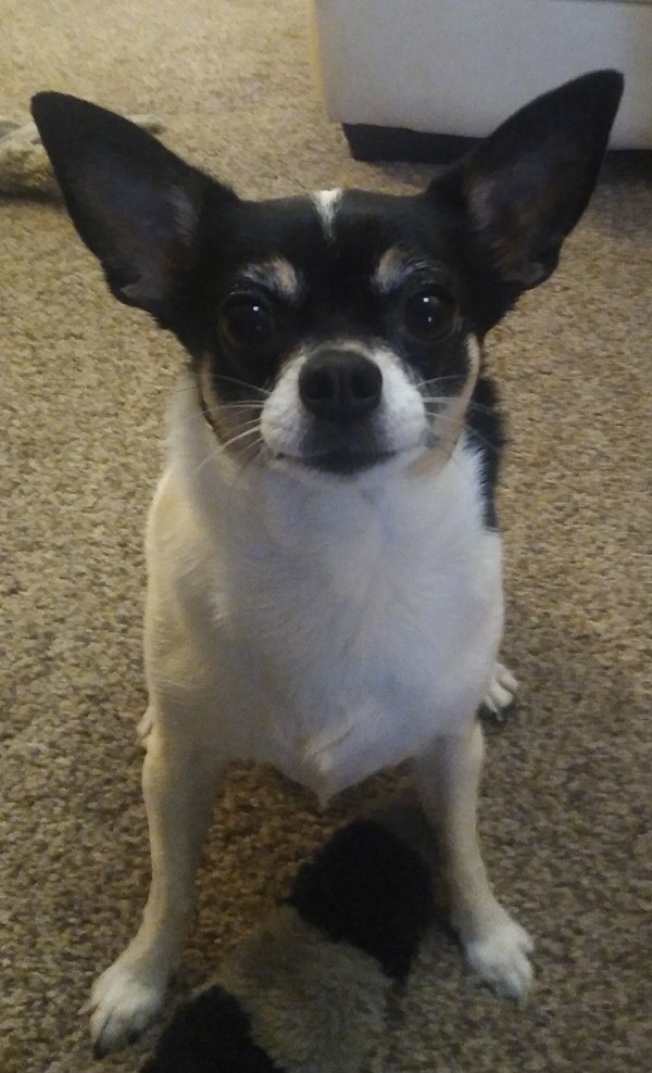Lost Chihuahua in Phoenix, Arizona