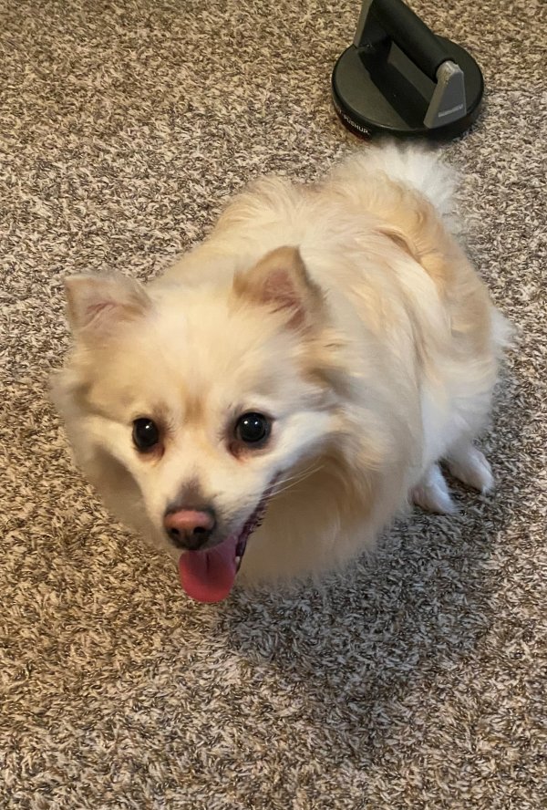 Lost Pomeranian 