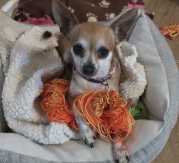 Lost Chihuahua in Houston, TX