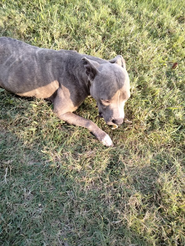 Safe Dog in Rockport, TX