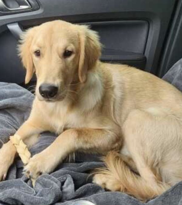 Safe Golden Retriever in Effingham, IL