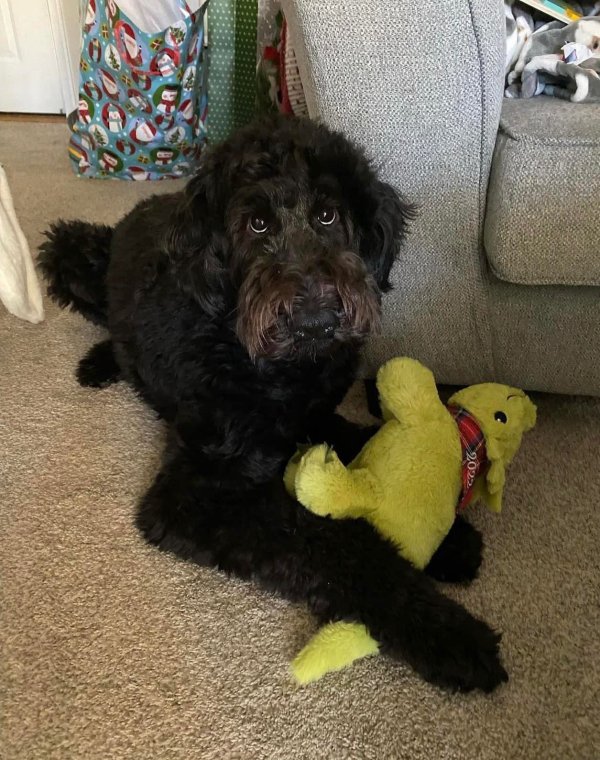Lost Poodle in Pennsylvania