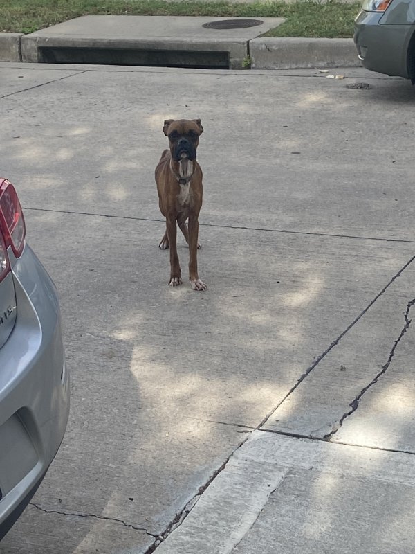 Safe Boxer in The Colony, TX