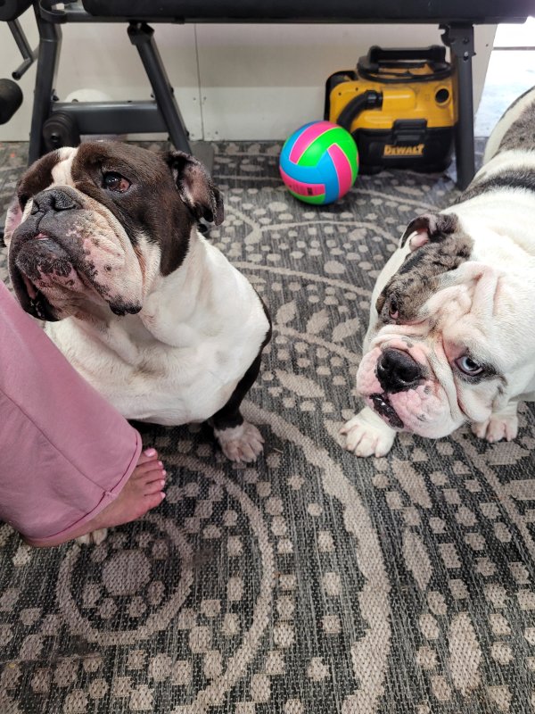 Safe English Bulldog in Houston, TX