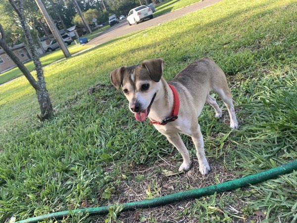 Safe Mutt in Jacksonville, FL
