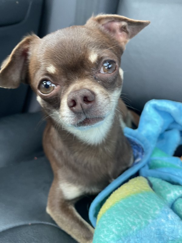 Found Chihuahua in North Carolina