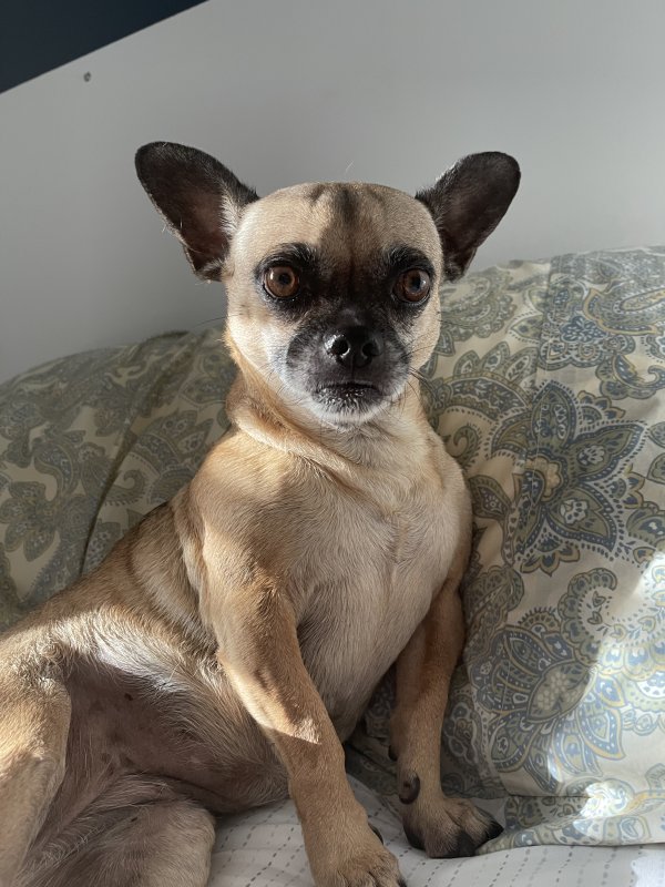 Safe Pug in San Diego, CA