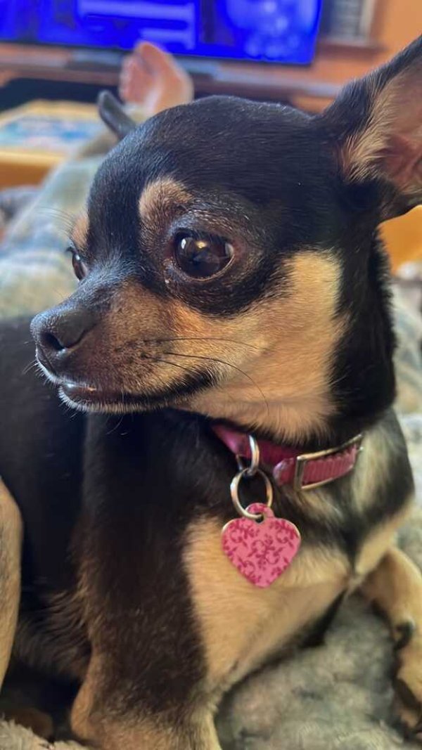 Safe Chihuahua in Bradenton, FL