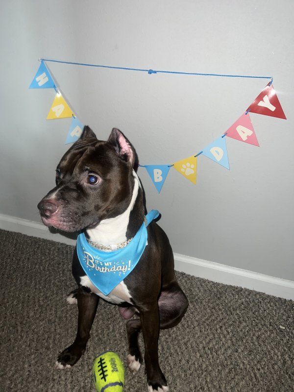 Safe American Bulldog in Houston, TX