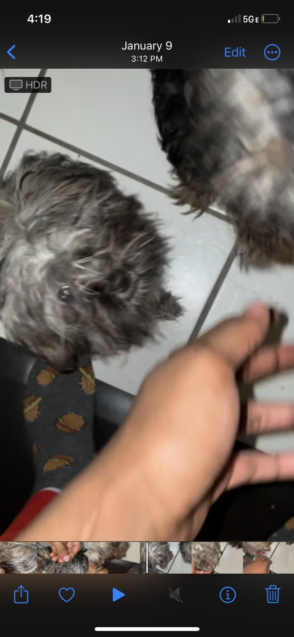 Safe Shih Tzu in Chicago, IL