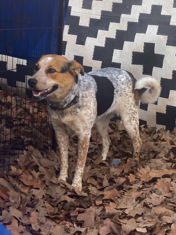 Safe Australian Cattle Dog in Pleasant Grove, UT