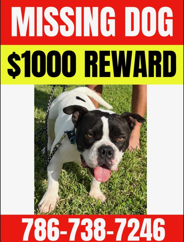 Lost American Bulldog in Homestead, FL