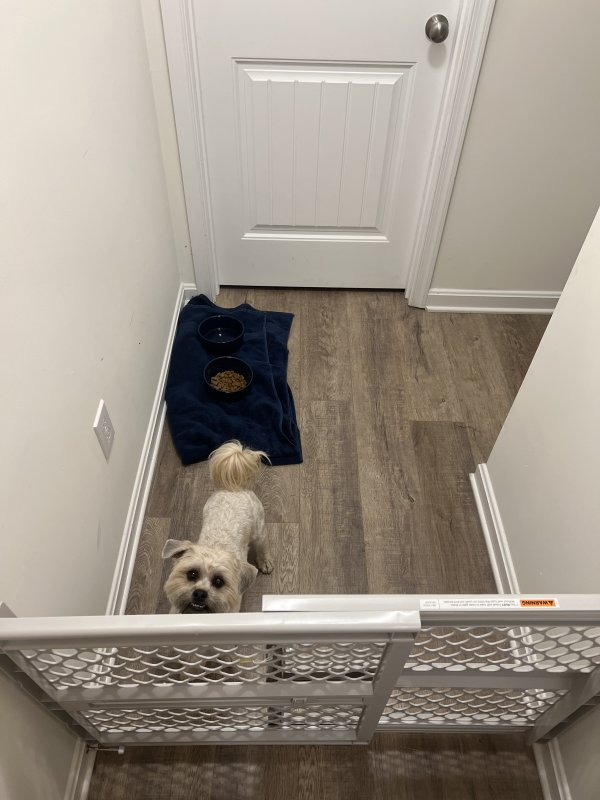 Found West Highland White Terrier in New Freedom, PA