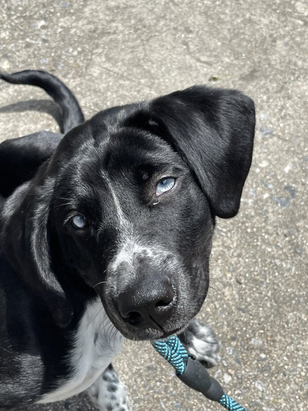 Safe Dog in Alpharetta, GA