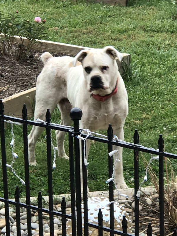 Found Boxer in North Carolina