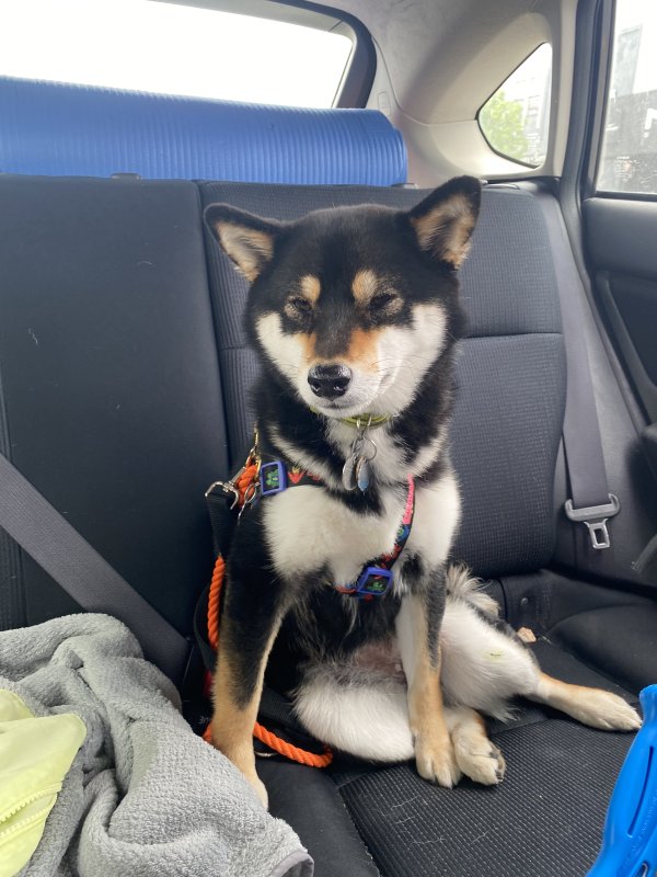 Safe Shiba Inu in Twentynine Palms, CA