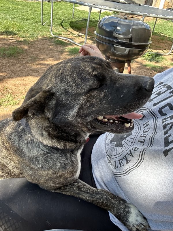Safe Dog in Lubbock, TX